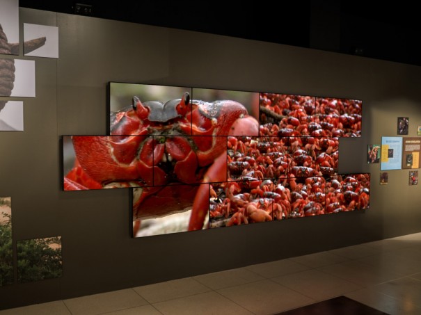 عکسی از یک موزه که در آن ماتریس ویدئو وال قرار گرفته است و در آن تعداد زیادی خرچنگ دیده میشود.