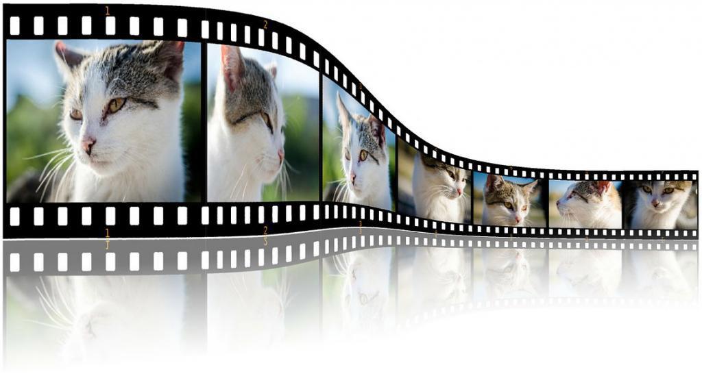 یک رشته فیلم که از هفت تصویر کنار هم تشکیل شده و هر کدام تصویر یک گربه در حالتی مختلف را نشان می‌دهد.